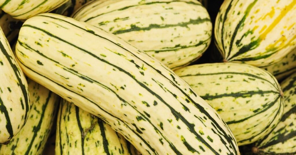 Delicata squash