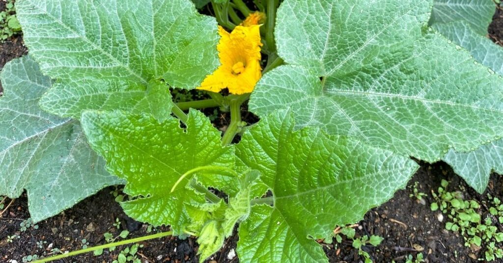 Delicata squash plant