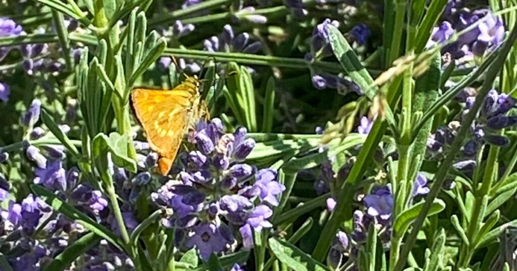 Butterfly pollinating lavender