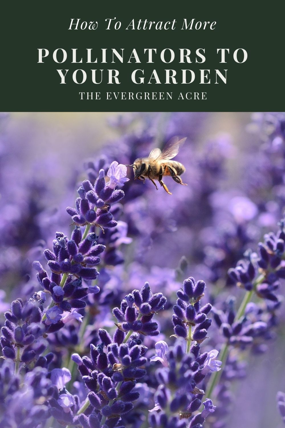 How to Attract Pollinators to Your Garden | The Evergreen Acre
