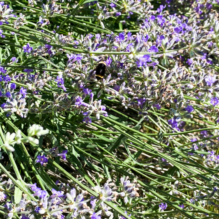 Lavender bush purple lavender buds, bumble bee