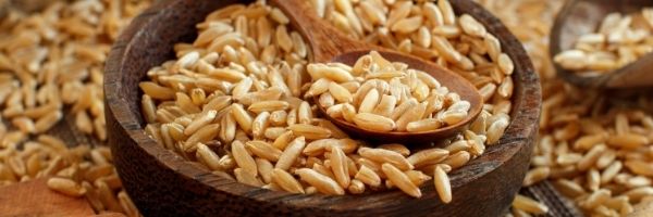 Kamut® wheat berries in a wooden bowl with wooden spoon. wheat berries on countertop