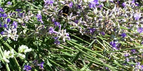 Lavender buds green stems bumble bee