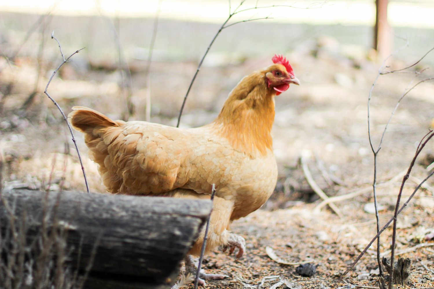 Buff Orpington Chickens The Evergreen Acre
