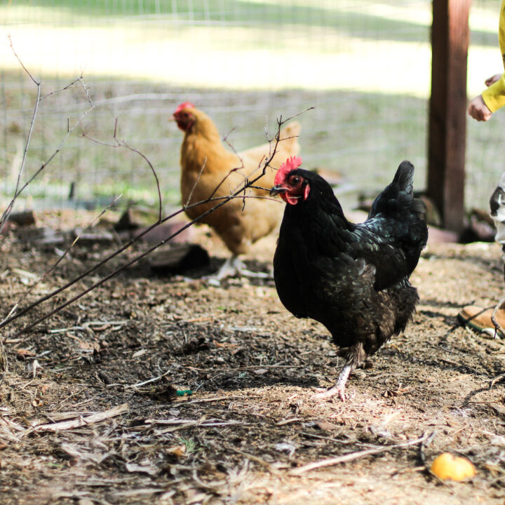 buff colored chicken and black chicken standing on brown ground, Childs leg and hand running toward chickens