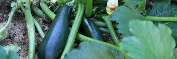 green zucchini squash green squash plant leaves one orange squash blossom