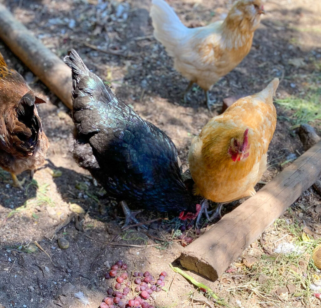 Black chicken eating grapes, buff chicken standing by, two other chickens in the background 