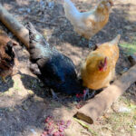 two chickens eating red grapes a few pieces of roosting wood and to other chickens in the background