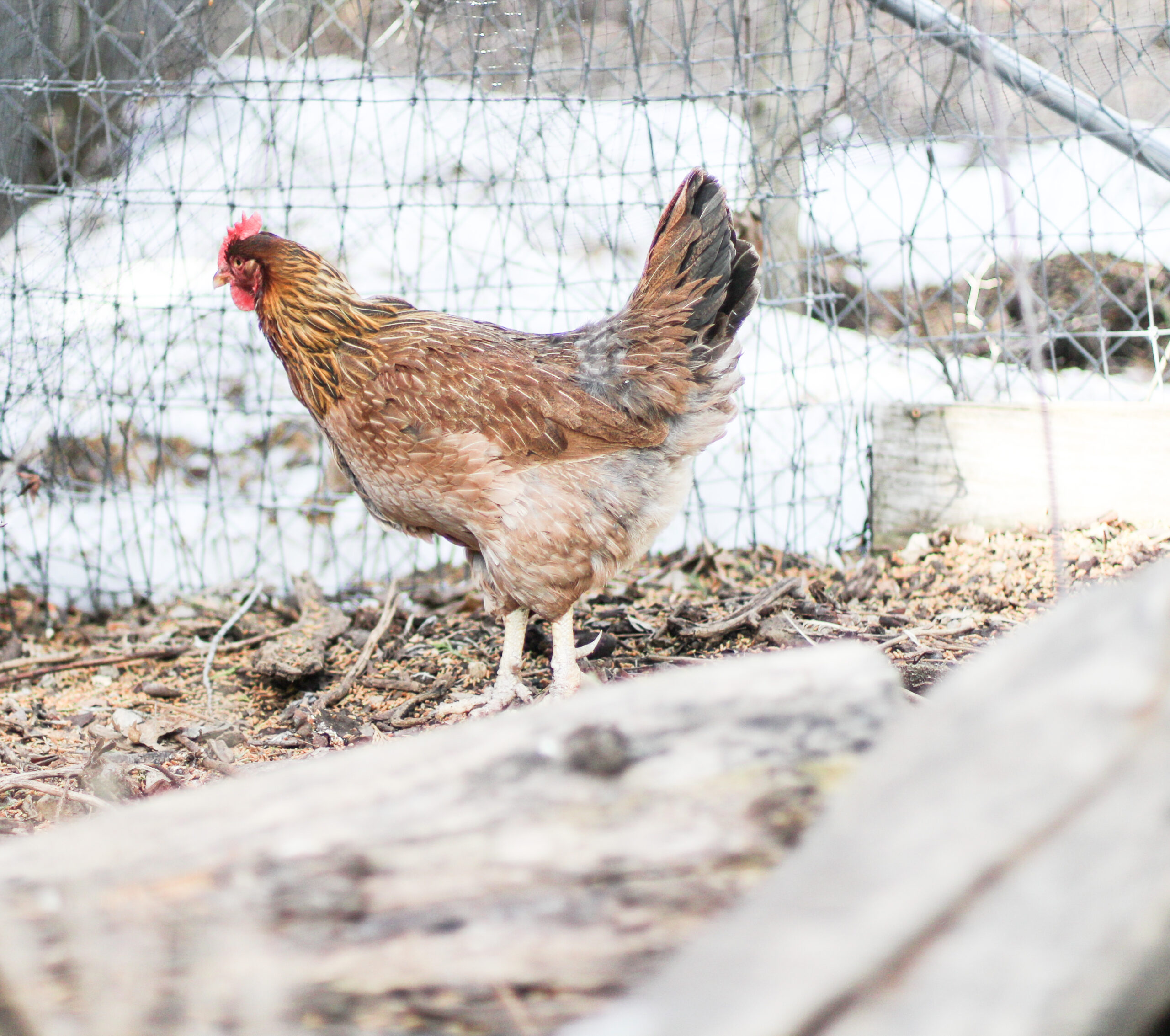 multi colored chicken standing in front of a snow pile in the winter