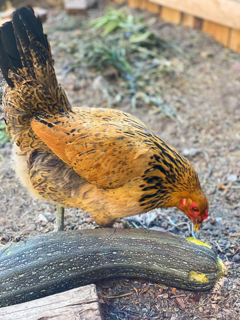 Multi colored chicken eating a zucchini squash