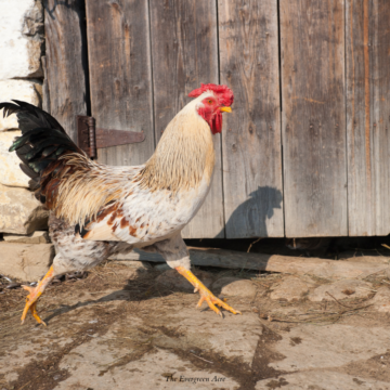 Can Chickens Lay Eggs Without a Rooster? The Evergreen Acre