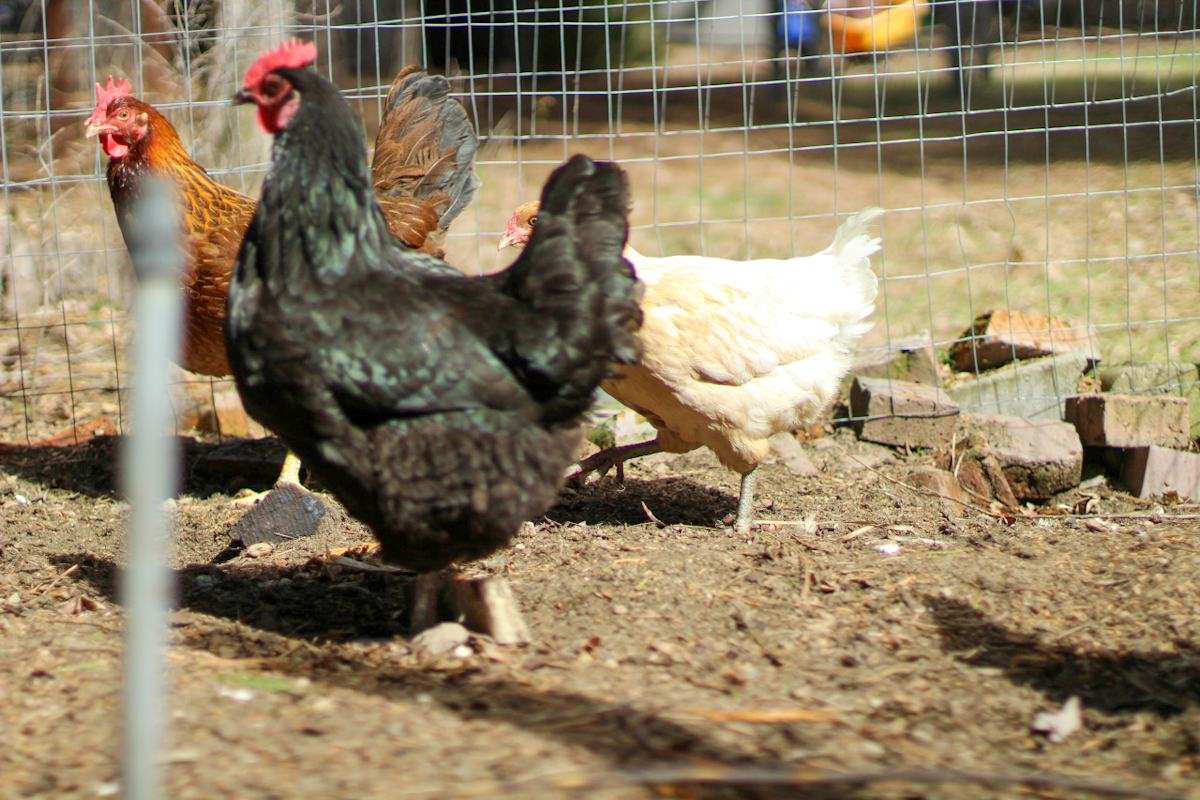 10 Proven Ways to Get Your Backyard Chickens to Lay More Eggs | The ...